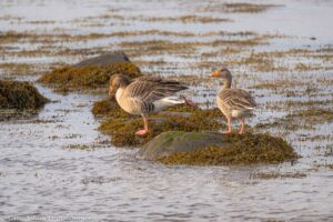 Webbiderl Heimeside 51 300x200