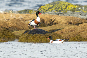 Gravand. Til Innsending 300x200